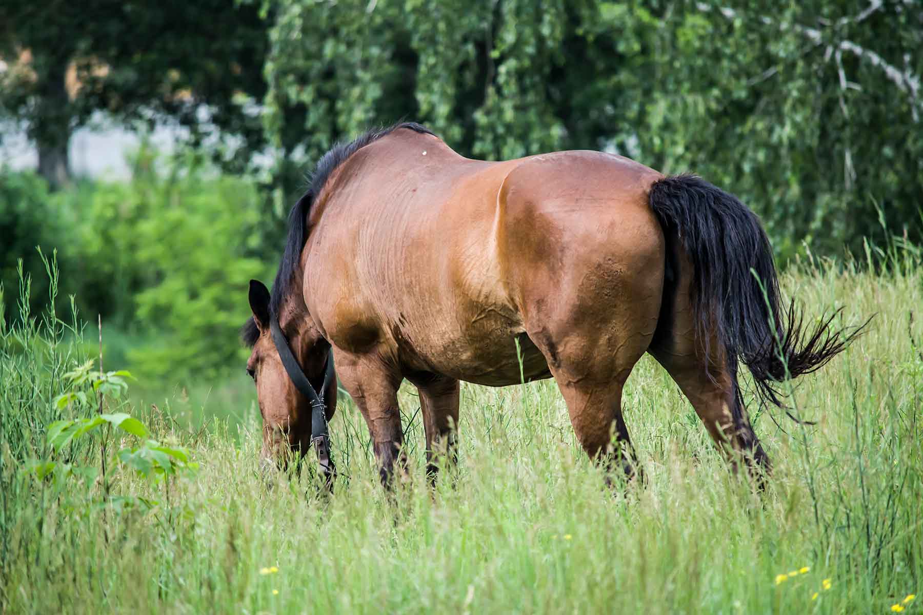 Horse grazing in a depp paddock of grass
