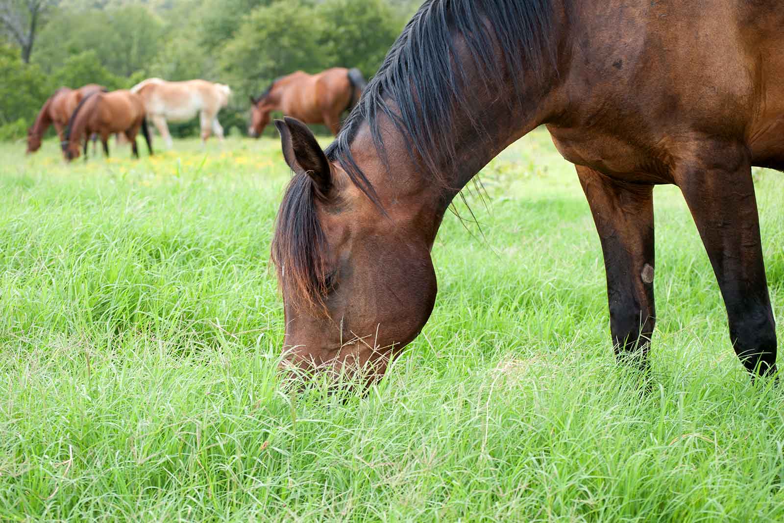 A single horse grazing in a paddock
