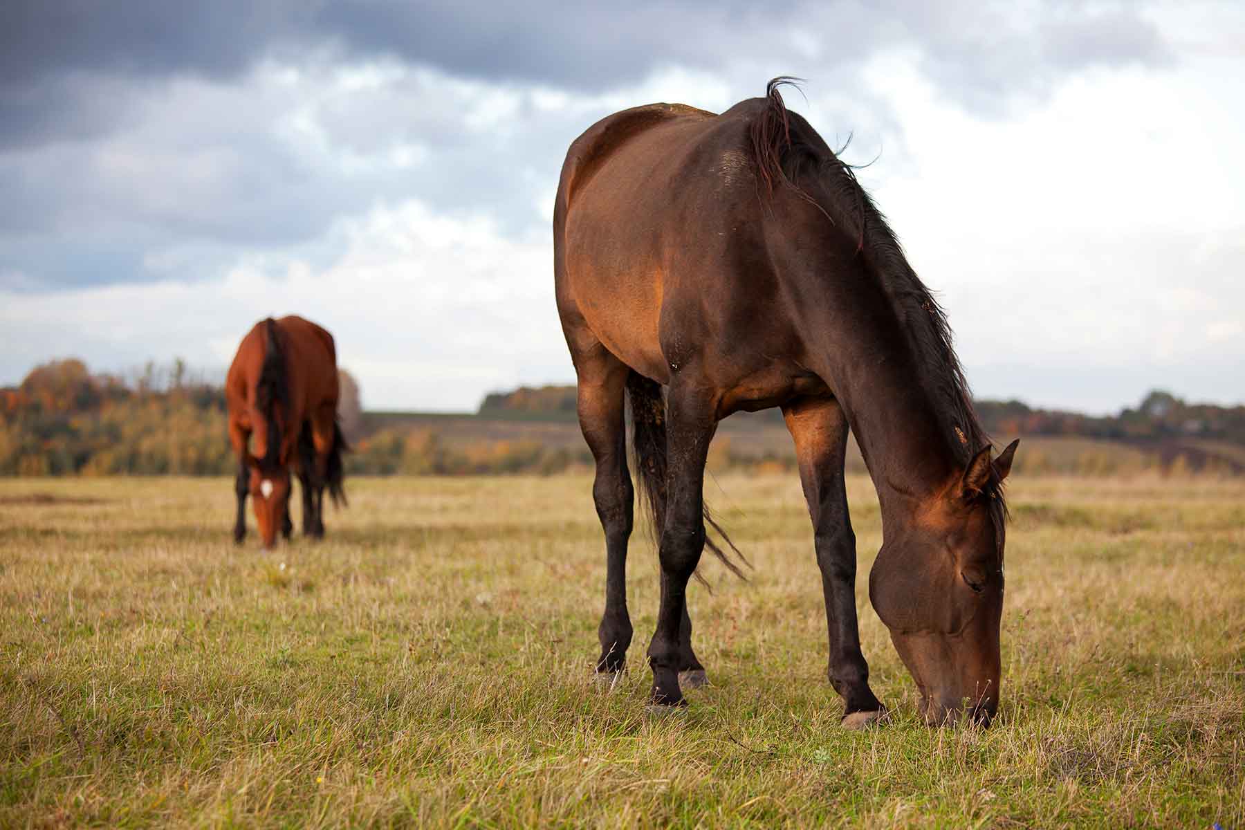 Horses grazing in a paddock