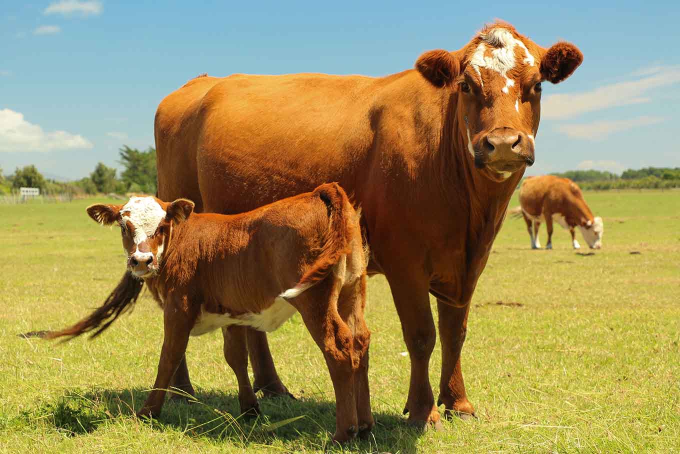 A cow and yearling grazing in a paddock